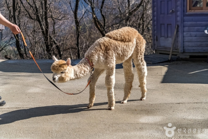 알파카골드팜_4_공공3유형.jpg