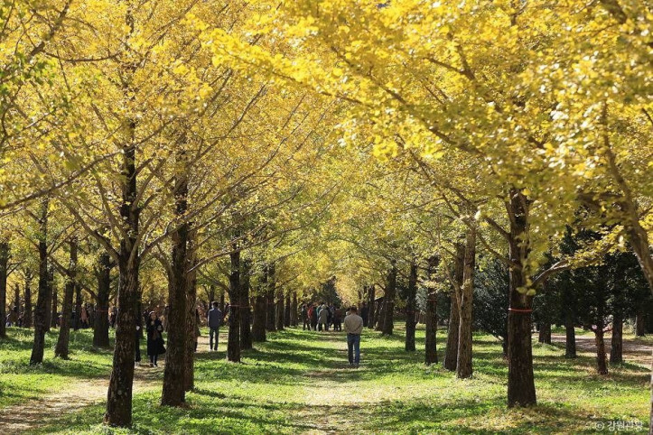 홍천_은행나무숲_2_공공3유형.jpg