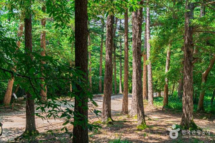 내소사_전나무_숲길_4_공공1유형.jpg