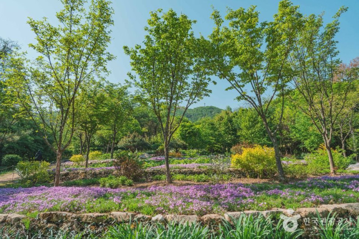 대모산숲속야생화원_4_공공1유형.jpg