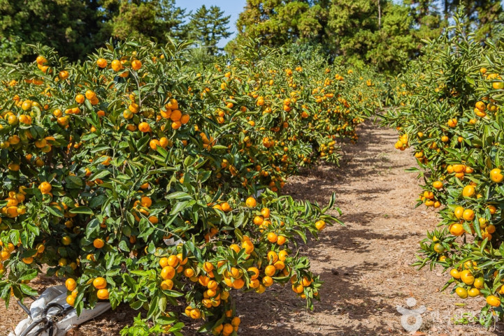 맛동산_감귤체험농장_9_공공3유형.jpg