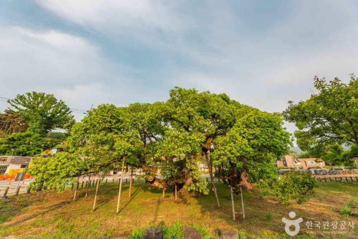 광주_충효동_왕버들_군_7_공공3유형.jpg