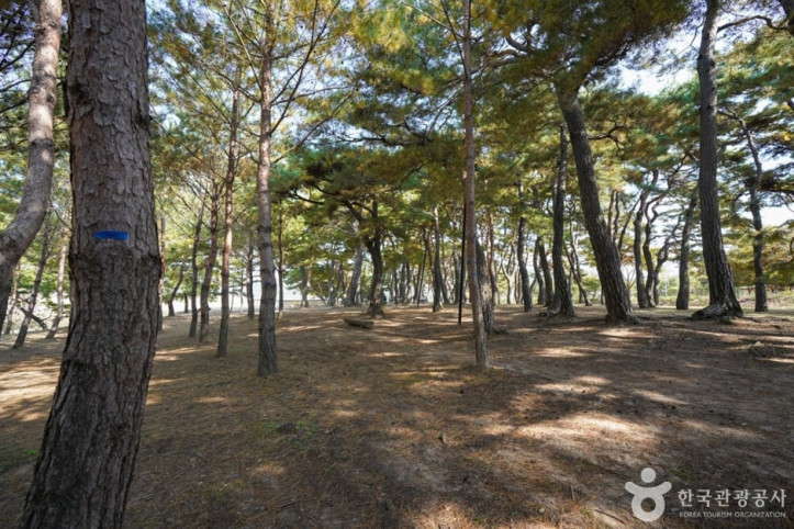 만송정_숲_4_공공3유형.jpg