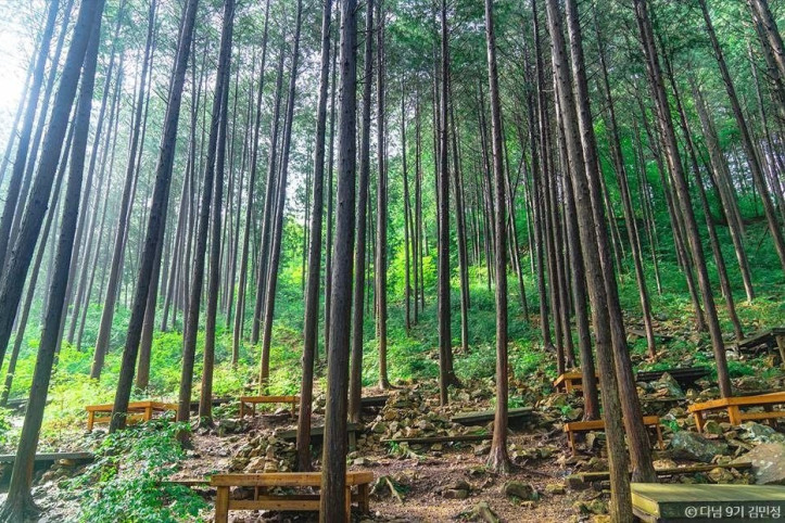 상관_공기마을_편백숲_5_공공1유형.jpg
