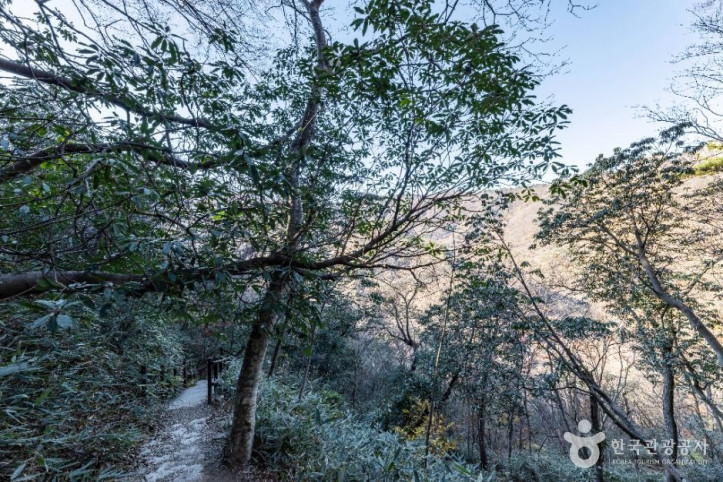 내장산_굴거리나무군락_7_공공1유형.jpg
