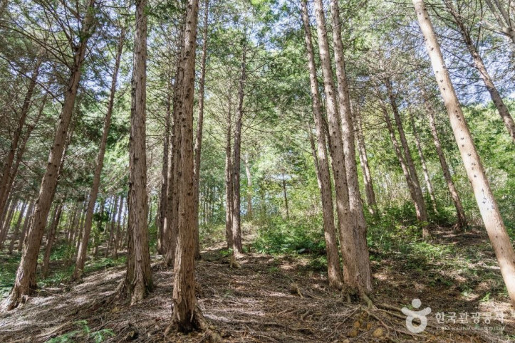 두동편백나무숲_4_공공1유형.jpg