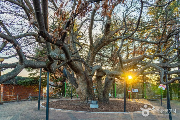 현풍_500년_느티나무_테마공원_6_공공1유형.jpg
