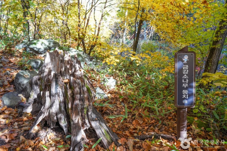 봉화_금강소나무림_1_공공3유형.jpg