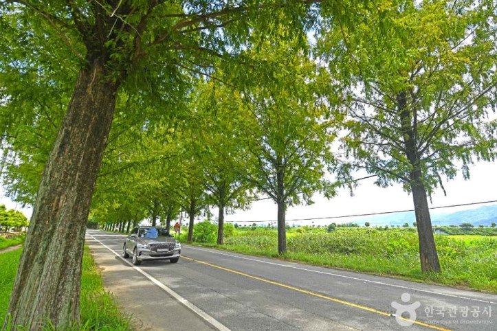 곡성_메타세쿼이아길_6_공공3유형.JPG