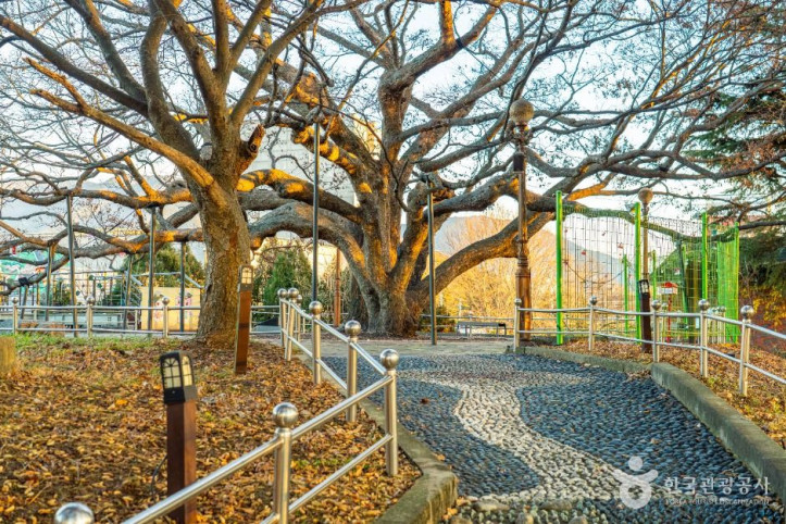 현풍_500년_느티나무_테마공원_4_공공1유형.jpg