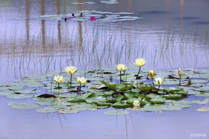 밀양연꽃단지_5_공공3유형.jpg
