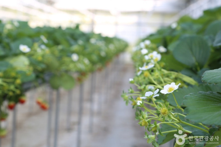 별마을딸기체험농장_1_공공3유형.JPG