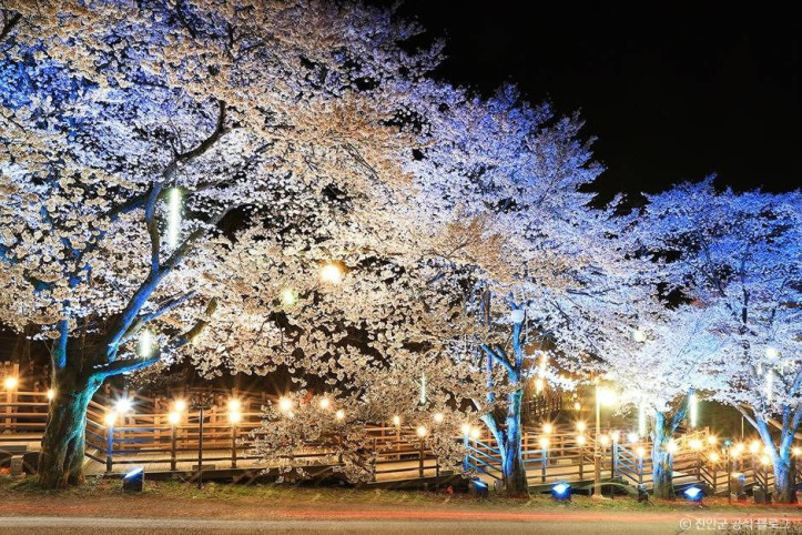 마이산_벚꽃길_3_공공3유형.jpg