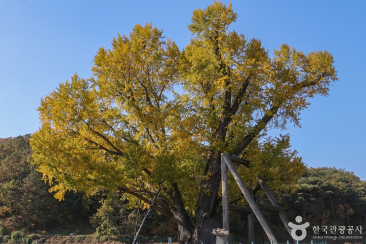 울주_구량리_은행나무_4_공공3유형.jpg