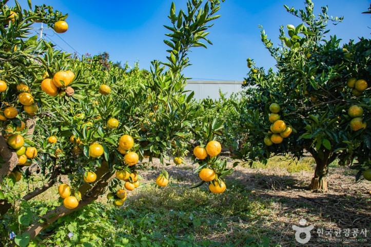 제주향농원_5_공공3유형.jpg
