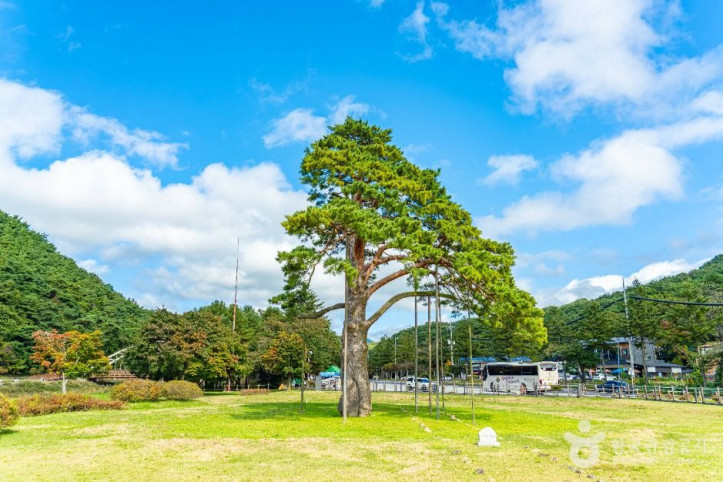보은_속리_정이품송_2_공공1유형.jpg