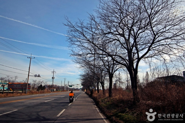 전군가도100리벚꽃길_3_공공3유형.JPG