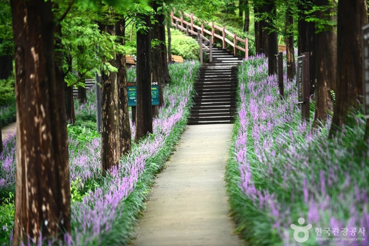 맥문동숲길_7_공공3유형.jpg