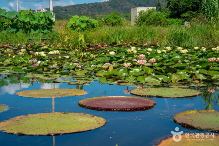 우포가시연꽃마을_5_공공1유형.jpg