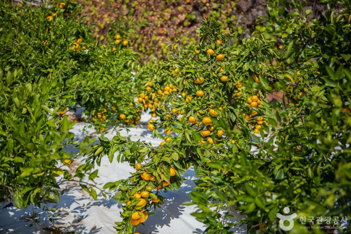 달달미깡감귤밭_10_공공3유형.jpg