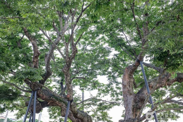 청송_신기리_느티나무_1_공공3유형.jpg