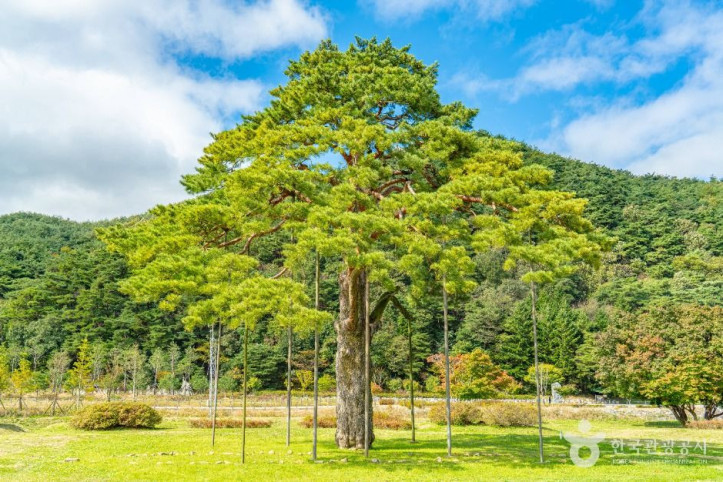 보은_속리_정이품송_6_공공1유형.jpg