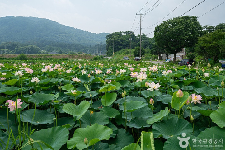울미연꽃마을_4_공공3유형.jpg