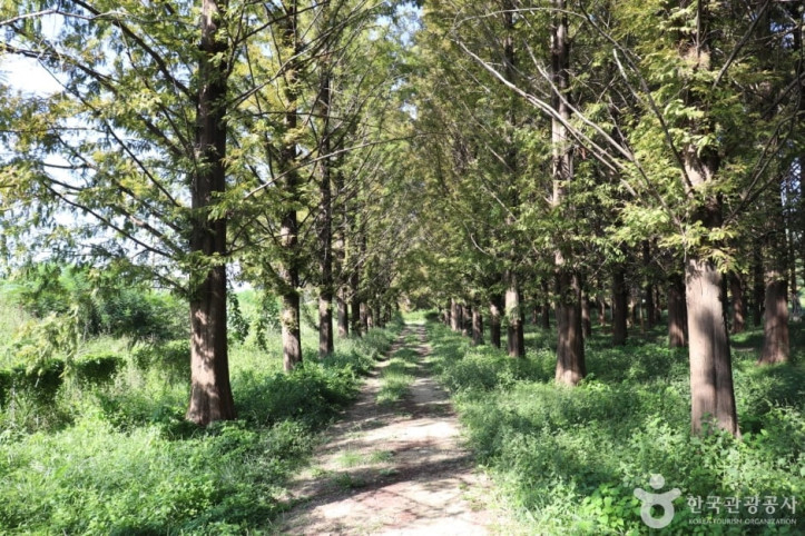 회덕메타세쿼이아길_6_공공3유형.JPG