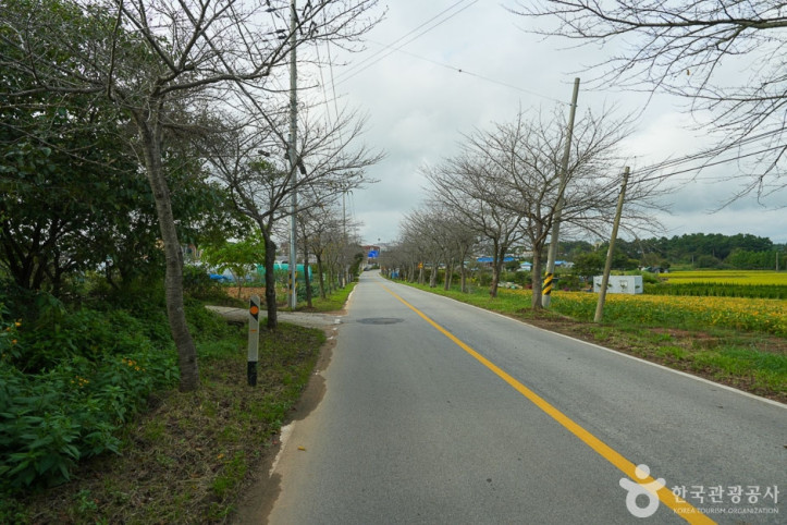 남면_벚꽃길_4_공공3유형.jpg