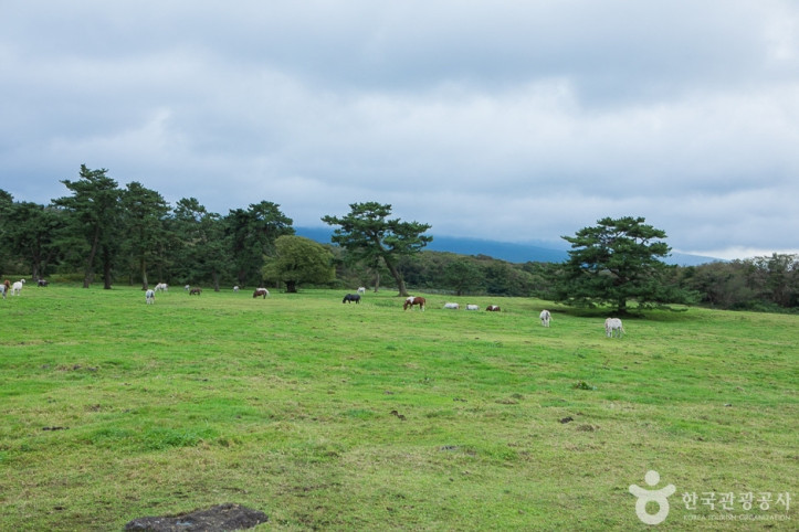 제주마방목지_5_공공3유형.jpg