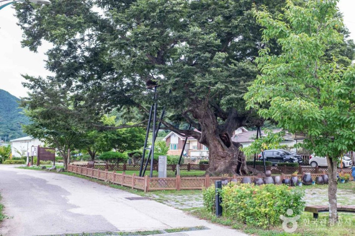 청송_신기리_느티나무_3_공공3유형.jpg