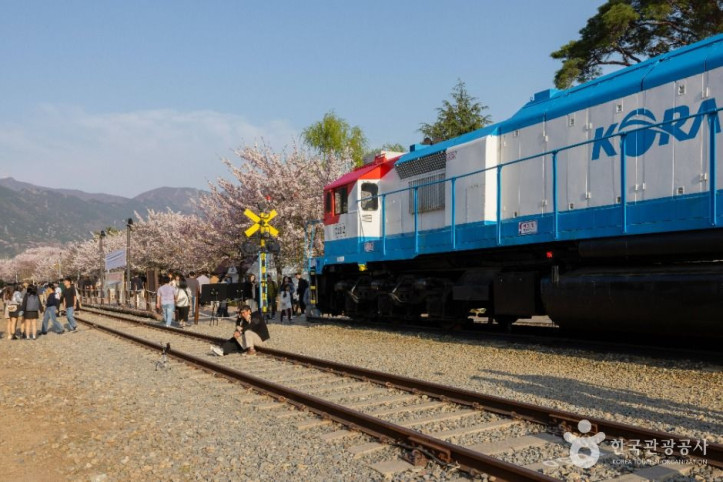 경화역_벚꽃길_9_공공1유형.jpg