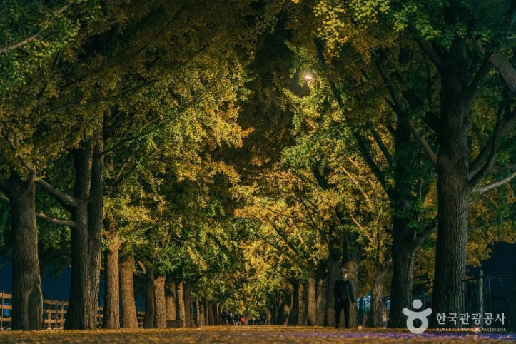 곡교천_은행나무길_4_공공1유형.jpg