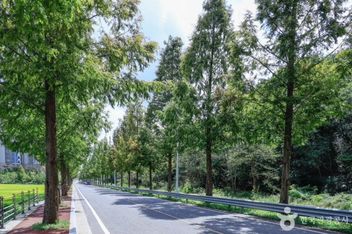 두왕_메타세쿼이아길_3_공공3유형.jpg