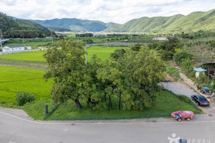 청송_홍원리_개오동나무_6_공공1유형.jpg