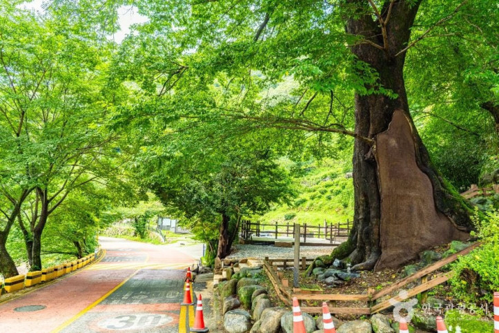 하동_범왕리_푸조나무_2_공공1유형.jpg