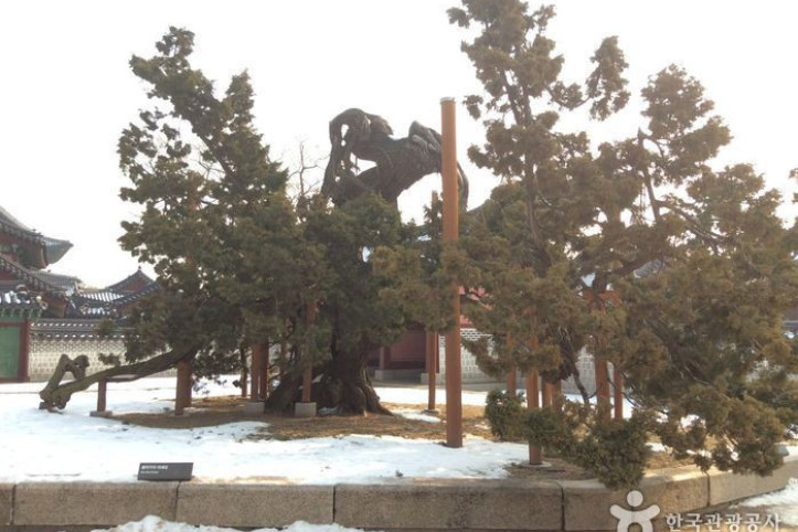 창덕궁_향나무_3_공공3유형.jpg