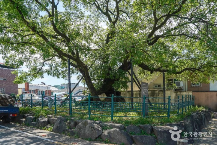 의성읍_도서동의_회나무_6_공공1유형.jpg