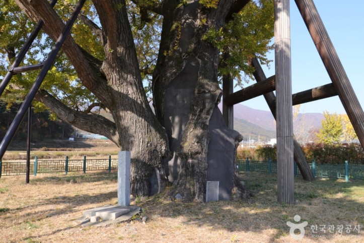울주_구량리_은행나무_7_공공3유형.jpg