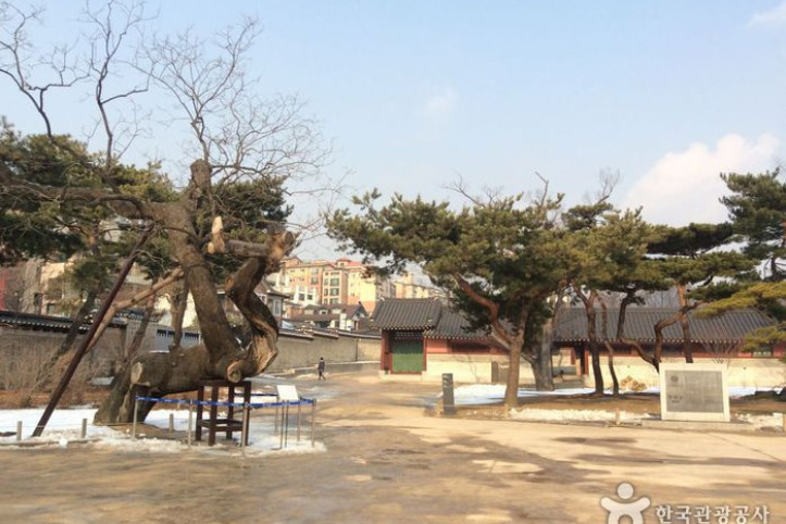 창덕궁_향나무_1_공공3유형.jpg