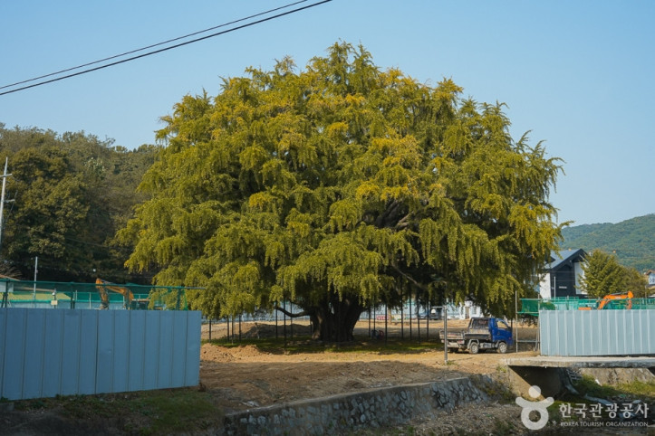 장수동은행나무_2_공공3유형.jpg