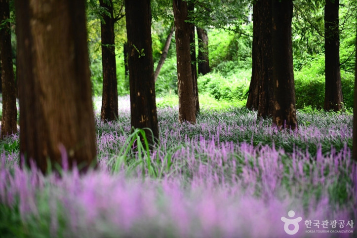 맥문동숲길_8_공공3유형.jpg