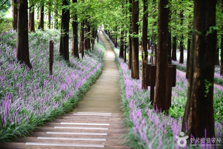 맥문동숲길_6_공공3유형.jpg