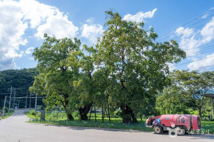 청송_홍원리_개오동나무_2_공공1유형.jpg