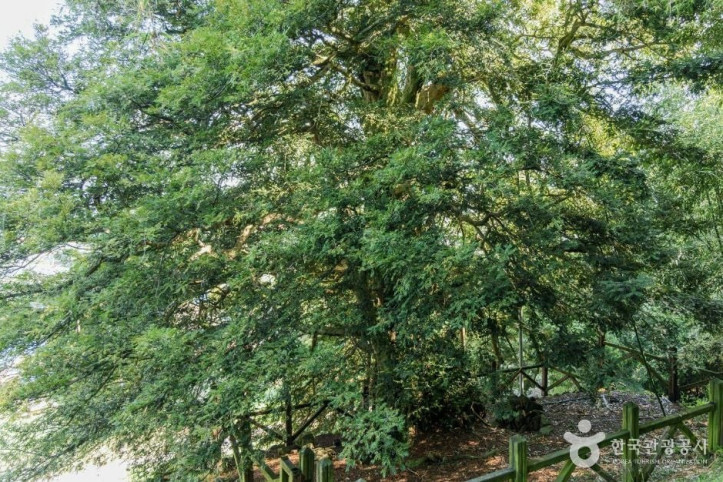 강진_삼인리_비자나무_4_공공1유형.jpg