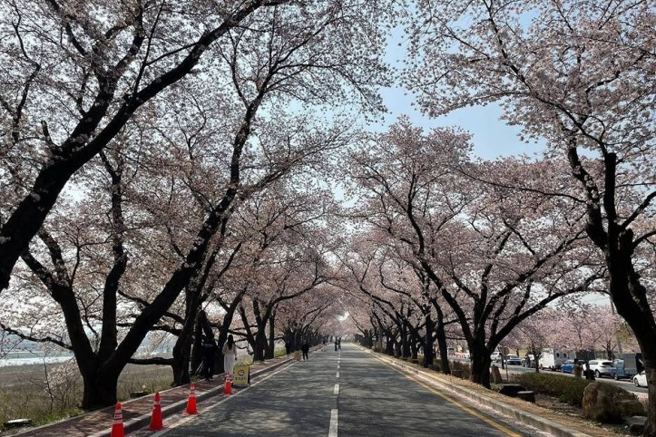 흥무로_벚꽃길_5_공공3유형.jpg
