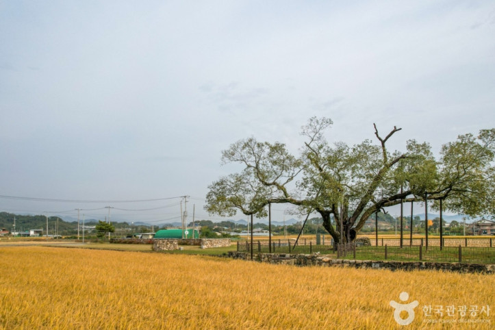 예천_금남리_황목근(팽나무)_4_공공3유형.jpg