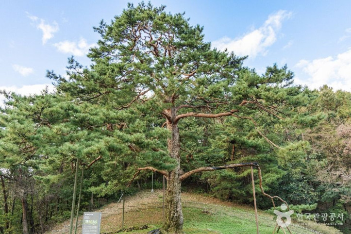 괴산_적석리_소나무_1_공공1유형.jpg