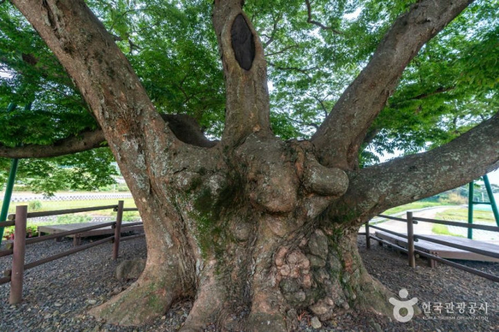 거제_명진리_느티나무_3_공공1유형.jpg