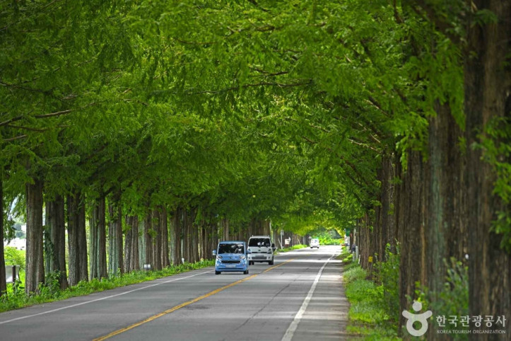 곡성_메타세쿼이아길_5_공공3유형.JPG